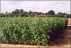 Field of fibre hemp (Cannabis sativa)